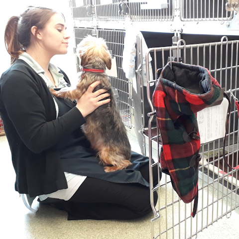 Kennels